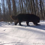 Превью фото № 204243