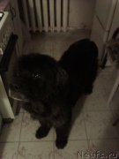 Превью фото № 204250