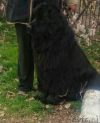 Превью фото № 204258