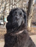 Превью фото № 204263