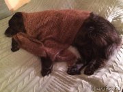 Превью фото № 204342