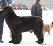 Превью фото № 204377