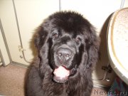 Превью фото № 204405