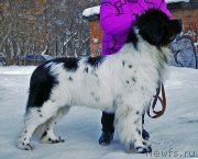 Превью фото № 204447