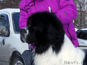 Превью фото № 204448