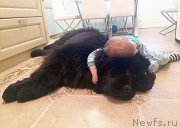 Превью фото № 204549