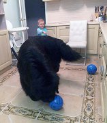 Превью фото № 204550