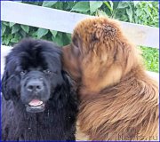 Превью фото № 204563