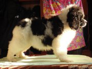 Превью фото № 204623