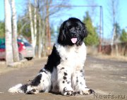 Превью фото № 204669