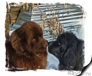 Превью фото № 204695