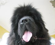 Превью фото № 204771