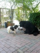 Превью фото № 204887