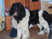 Превью фото № 204910