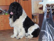 Превью фото № 204913