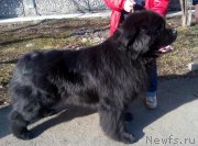 Превью фото № 204932