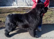 Превью фото № 204933