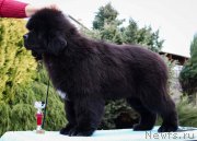 Превью фото № 204954