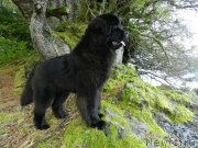 Превью фото № 204965