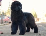 Превью фото № 205012