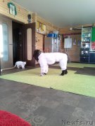 Превью фото № 205052