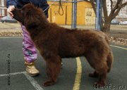 Превью фото № 205062