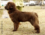 Превью фото № 205063