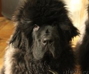 Превью фото № 205069