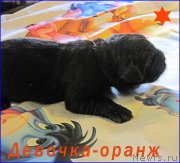 Превью фото № 205085