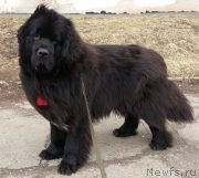 Превью фото № 205105