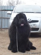 Превью фото № 205146