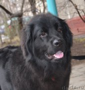 Превью фото № 205150