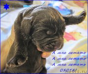 Превью фото № 205159