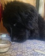 Превью фото № 205326