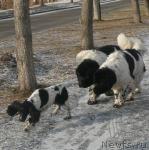 Превью фото № 20535