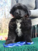 Превью фото № 205383