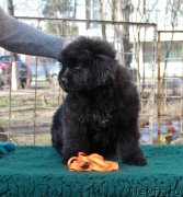 Превью фото № 205422