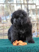 Превью фото № 205423