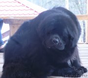 Превью фото № 205489