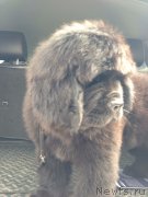 Превью фото № 205550