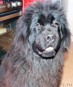 Превью фото № 205568