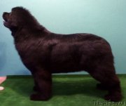 Превью фото № 205569