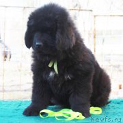 Превью фото № 205576