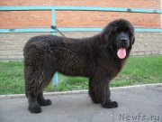 Превью фото № 205607