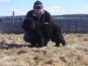 Превью фото № 205618