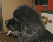 Превью фото № 205660