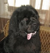 Превью фото № 205661