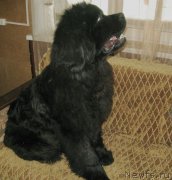 Превью фото № 205664