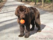 Превью фото № 205727