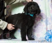 Превью фото № 205728